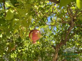 , 9-комн., Ялта