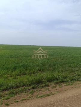 , Саки